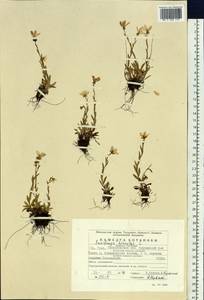 Камнеломка болотная L., Восточная Европа, Восточный район (E10) (Россия)