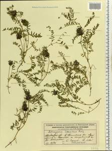 Астрагал датский Retz., Восточная Европа, Волжско-Камский район (E7) (Россия)