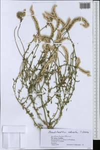 Hermbstaedtia odorata (Burch.) T. Cooke, Африка (AFR) (Намибия)