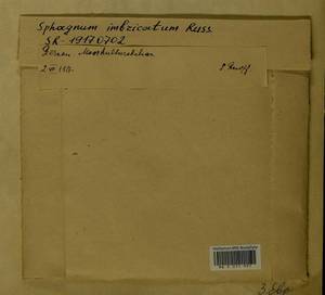 Sphagnum imbricatum Hornsch. ex Russow, Гербарий мохообразных, Мхи - Западная Европа (BEu) (Германия)