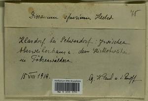 Dicranum spurium Hedw., Гербарий мохообразных, Мхи - Западная Европа (BEu) (Германия)