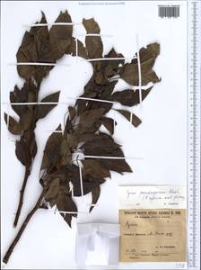 Pyrus syriaca var. pseudosyriaca (Gladkova) Ugurlu & Dönmez, Кавказ, Армения (K5) (Армения)