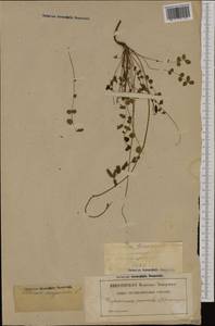 Poterium sanguisorba subsp. sanguisorba, Западная Европа (EUR) (Франция)
