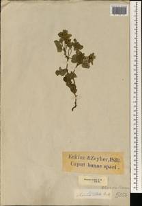 Hermannia cordata (E. Mey. ex Szyszyl.) B. de Winter, Африка (AFR) (ЮАР)