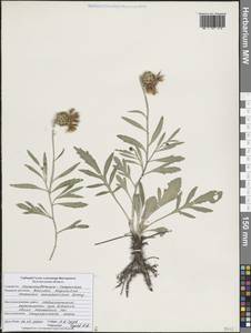 Псефеллюс Маршалла (Spreng.) K.Koch, Восточная Европа, Центральный лесостепной район (E6) (Россия)