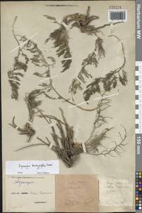 Спаржа коротколистная Turcz., Восточная Европа, Южно-Украинский район (E12) (Украина)