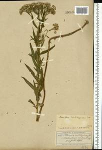 Achillea salicifolia subsp. salicifolia, Восточная Европа, Московская область и Москва (E4a) (Россия)