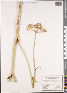 Leiotulus secacul (Mill.) Pimenov & Ostr., Зарубежная Азия (ASIA) (Иран)