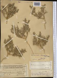 Галимокнемис твердоплодный (Pall.) C. A. Mey., Средняя Азия и Казахстан, Муюнкумы, Прибалхашье и Бетпак-Дала (M9) (Казахстан)