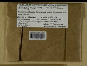 Brachythecium rutabulum (Hedw.) Schimp., Гербарий мохообразных, Мхи - Центральное Нечерноземье (B6) (Россия)