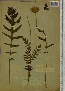 Klasea centauroides subsp. centauroides, Ботанические сады и дендрарии (GARD)