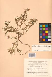 Морская горчица морская Scop., Восточная Европа, Литва (E2a) (Литва)