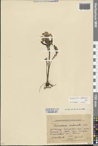 Мытник Сибторпа Boiss., Кавказ, Ставропольский край, Карачаево-Черкесия, Кабардино-Балкария (K1b) (Россия)