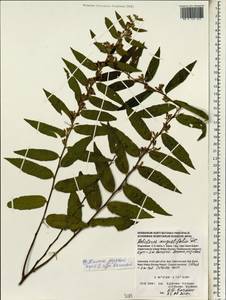 Helicteres angustifolia L., Зарубежная Азия (ASIA) (Индонезия)
