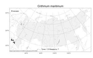 Crithmum maritimum, Критмум морской L., Атлас флоры России (FLORUS) (Россия)
