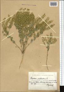 Клоповник пронзеннолистный L., Средняя Азия и Казахстан, Прикаспийский Устюрт и Северное Приаралье (M8) (Казахстан)