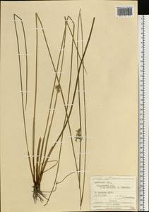 Ситник развесистый L., Восточная Европа, Западно-Украинский район (E13) (Украина)