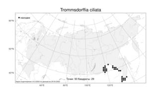 Trommsdorffia ciliata (Thunb.) Soják, Атлас флоры России (FLORUS) (Россия)