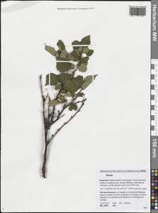 Береза, Сибирь, Прибайкалье и Забайкалье (S4) (Россия)