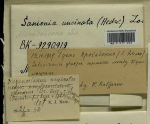 Hylocomium splendens (Hedw.) Schimp., Гербарий мохообразных, Мхи - Чукотка и Камчатка (B21) (Россия)