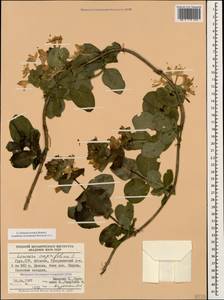 Жимолость душистая, Каприфоль L., Кавказ, Абхазия (K4a) (Абхазия)