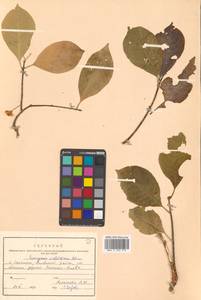 Бересклет Гамильтона Wall., Сибирь, Дальний Восток (S6) (Россия)