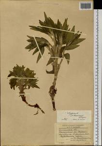 Koenigia ×subsericea (Popov), Сибирь, Прибайкалье и Забайкалье (S4) (Россия)