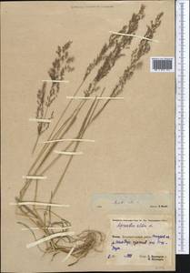 Полевица, Средняя Азия и Казахстан, Памир и Памиро-Алай (M2) (Таджикистан)