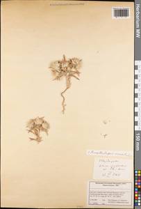 Echinops acantholepis Jaub. & Spach, Зарубежная Азия (ASIA) (Иран)