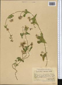 Cynanchum acutum subsp. sibiricum (Willd.) Rech. fil., Средняя Азия и Казахстан, Джунгарский Алатау и Тарбагатай (M5) (Казахстан)