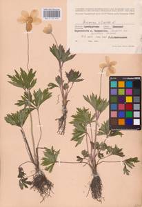 Ветреница лесная L., Восточная Европа, Восточный район (E10) (Россия)