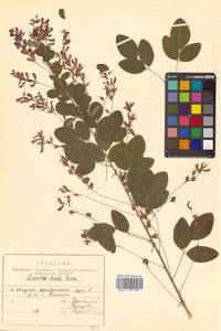 Леспедеца двуцветная Turcz., Сибирь, Дальний Восток (S6) (Россия)