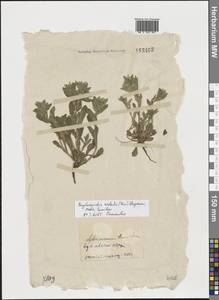 Buglossoides rochelii (Friv.) Stoyanov, Mátis & Sennikov, Восточная Европа, Нижневолжский район (E9) (Россия)