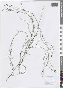 Володушка ветвистая K.Koch ex Boiss., Кавказ, Черноморское побережье (от Новороссийска до Адлера) (K3) (Россия)