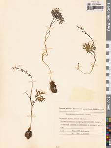 Хохлатка Городкова Karav., Сибирь, Чукотка и Камчатка (S7) (Россия)