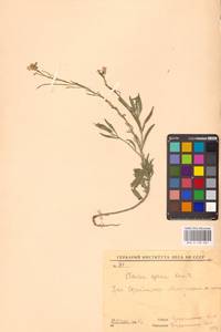 Клаусия солнцепечная (Stephan ex Willd.) Korn.-Trotzky, Восточная Европа, Восточный район (E10) (Россия)