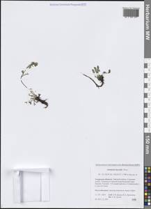 Полынь северная Pall., Сибирь, Дальний Восток (S6) (Россия)