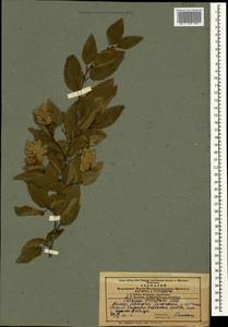 Граб восточный, Грабинник Mill., Кавказ, Азербайджан (K6) (Азербайджан)