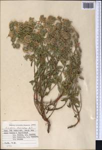 Зизифора пахучковидная Lam., Средняя Азия и Казахстан, Памир и Памиро-Алай (M2) (Киргизия)