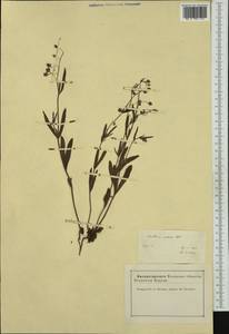 Tuberaria guttata, Западная Европа (EUR) (Франция)