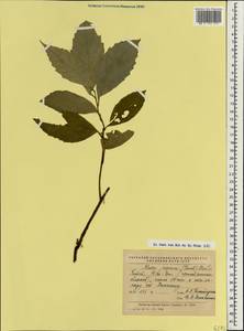 Maesa japonica (Thunb.) Moritzi & Zoll., Зарубежная Азия (ASIA) (КНР)