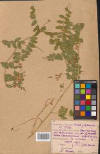 Горошек японский A.Gray, Сибирь, Дальний Восток (S6) (Россия)