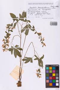 Хохлатка полая (L.) Schweigg. & Körte, Восточная Европа, Центральный лесостепной район (E6) (Россия)