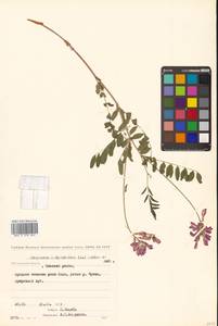 Копеечник копеечниковый (L.) Schinz & Thell., Сибирь, Чукотка и Камчатка (S7) (Россия)