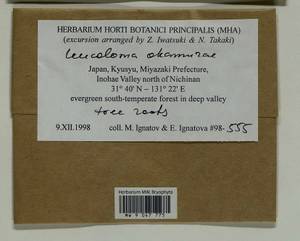 Leucoloma molle (Müll. Hal.) Mitt., Гербарий мохообразных, Мхи - Азия (вне границ бывшего СССР) (BAs) (Япония)