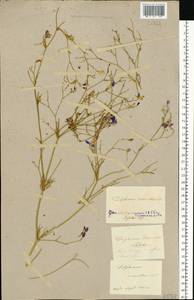 Delphinium consolida subsp. divaricatum (Ledeb.) A. Nyár., Восточная Европа, Нижневолжский район (E9) (Россия)