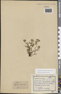 Незабудка азиатская (Vestergr. ex Hultén) Schischk. & Serg., Восточная Европа, Северный район (E1) (Россия)