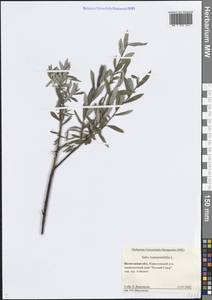 Ива розмаринолистная L., Восточная Европа, Северный район (E1) (Россия)