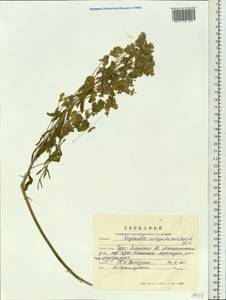 Euphorbia tommasiniana Bertol., Сибирь, Алтай и Саяны (S2) (Россия)