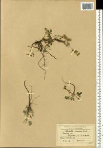 Potentilla cinerea subsp. incana (G. Gaertn., B. Mey. & Scherb.) Asch., Восточная Европа, Московская область и Москва (E4a) (Россия)